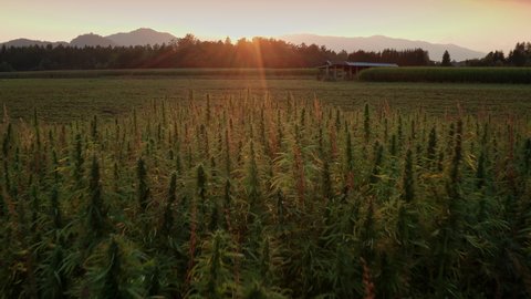 Aerial shot of Large Hemp Marijuana Field with Drone Fly-Over