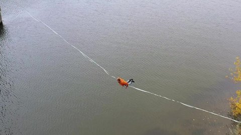 Man balancing on slackline over the river. Falling from slackline. Slowmotion footage

