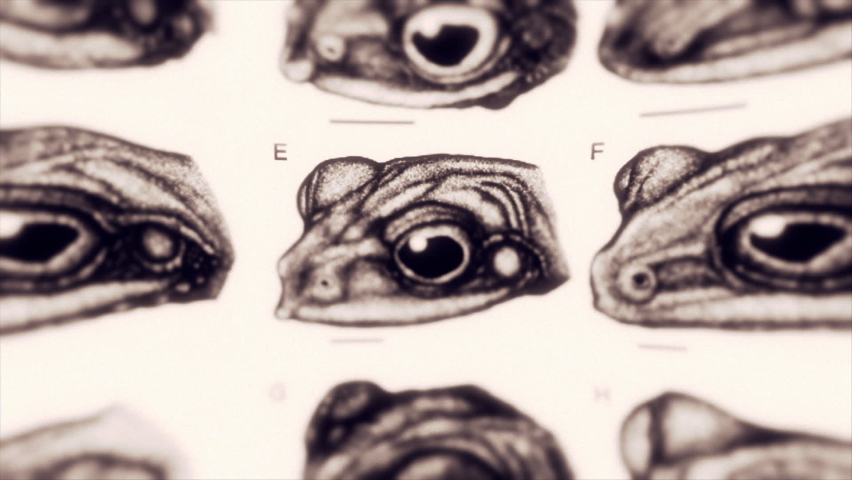 Close up of an old biology encyclopedia illustrations of a frog head. Frame by frame.  Royalty-Free Stock Footage #1065153745