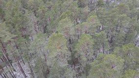 4K video of flight over a winter pine forest,then over the shores of the Baltic sea covered with snow and flying out into the sea,on which there are small waves