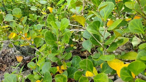 Tabat Barito Plant (Ficus Del Aptoidea Var Kunstleri) Grows wild in the limestone mountains of Kalimantan