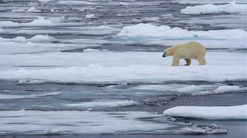 Polar bear wandering on Snowy Arctic Ocean, Svalbard
Polar bear Walking on waving  Melting broken sea ice in arctic sea
