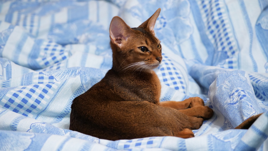 Young abyssinian cat resting on the bed. beautiful abyssinian kitten relaxes