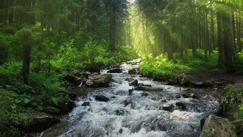 Nature river waterfall forest sun morning magical Stock Video