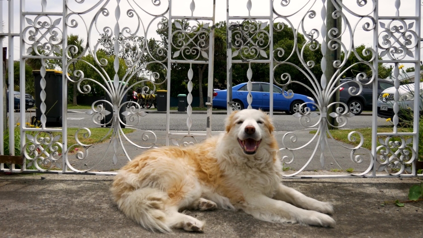 Dog Border Collie Waiting For owner at Gate