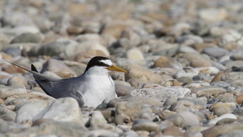 The little tern nesting on a gravel bars of the Drava River