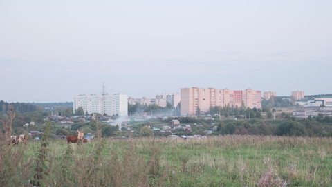 Typical Russian landscape. Small town, agriculture landscape. Field with cows and shepherd.