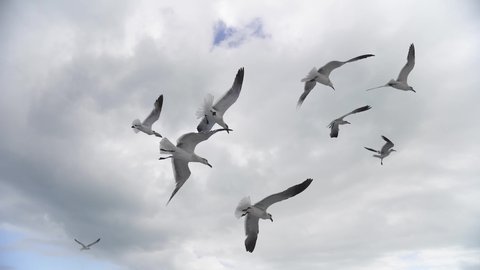 Seagulls fly in a group in the sky. A flock of birds flies over the airspace. Avifauna in cloudy heaven.
