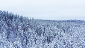 Forest in winter, drone fly over shot of pine trees covered with snow. Aerial drone shot of winter forest panoramic shot of trees peaks in cold season