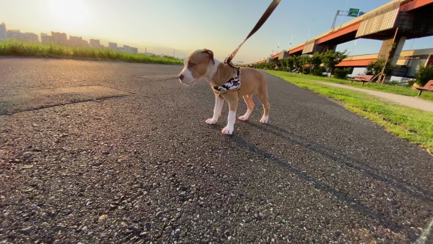 A puppy out for a riverbank run against sunset on a summer