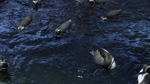 magellanic penguin biology aquarium slow motion 4k