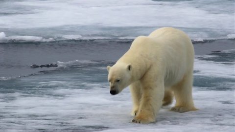 Polar bear Jump between ice flows, Arctic Ocean, Svalbard
Polar bear, male crossing sea channels between ice flows, Arctic Ocean, Svalbard.