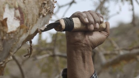 A man extracts frankincense from the tree using a sharp tool. frankincense  is an aromatic resin used in incense and perfumes. luban ,al-libān and bakur