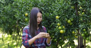 Young Asian women eating tangerine in her garden 