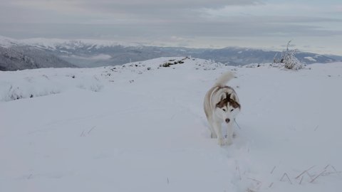 wide 4k slow motion shot of two siberian husky dogs running free without the leash and having fun in snowy mountains