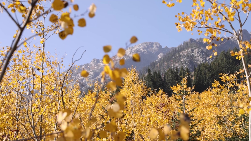 Mountains Rising Above Grove Of Bright Autumn Colored Yellow Aspen Trees