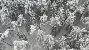 View from the height of the winter forest with snow-covered trees in winter.