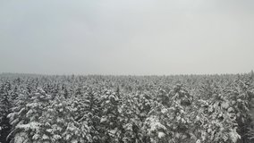 View from the height of the winter forest with snow-covered trees in winter.