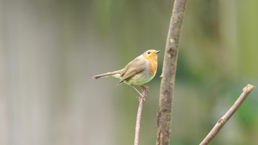 A close up of a robin in the garden