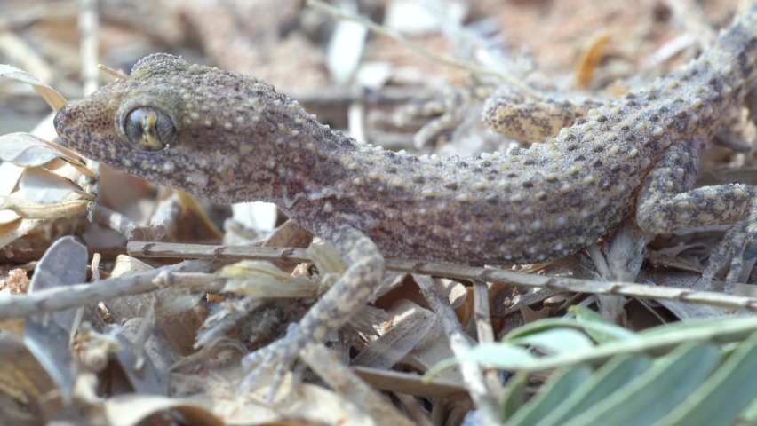 Bunopus tuberculatus, also known as the Baluch rock gecko, Arabian desert gecko, or southern tuberculated gecko very close up running away. 