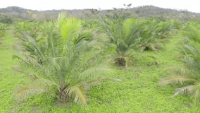 Still video of an oil palm plantation showing the palm tree leaves waving in the wind
