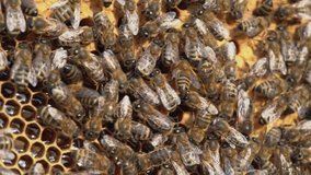 Macro slow motion video of working bees on a honeycomb. Beekeeping and honey production image.