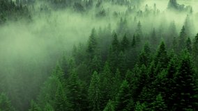 Fog mist pine tree forest nature magic mountains - Powered by Shutterstock - Get 15% off with code: PIKWIZARD15