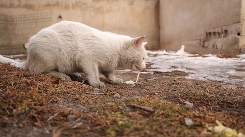 white cat vomiting after eating green grass outside.
cat vomit, patient, 
sick kitten puking outdoors.
veterinary medicine.
it needs veterinarian, vet clinic.
pets, pet, animals, animal
