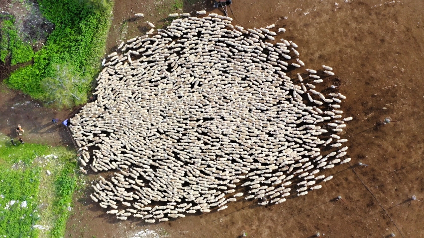 Large Sheep herd heading for a Green Pasture in a bulk formation, Aerial view.  Royalty-Free Stock Footage #1065218308