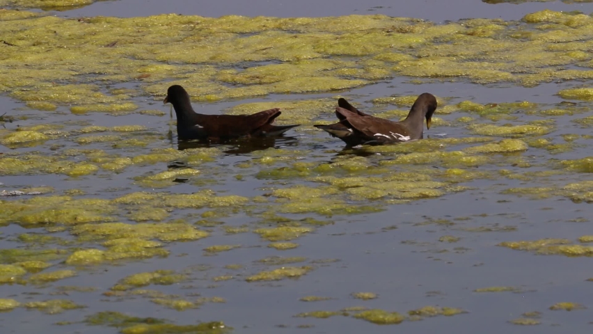 A pair of Chinese coot searching food in Bharatpur Bird Sanctuary, Rajasthan, India | Shutterstock HD Video #1065220636