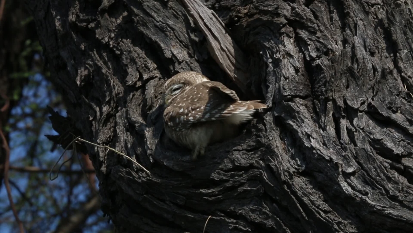 Owl in the hollow of a tree. location: Keoloadev National Park, Keoloadev National Park, Road, Bharatpur, India | Shutterstock HD Video #1065220639
