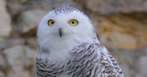 Snowy owl (Bubo scandiacus) is a large, white owl of the true owl family.It is sometimes also referred to, more infrequently, as the polar, white and the Arctic owl.