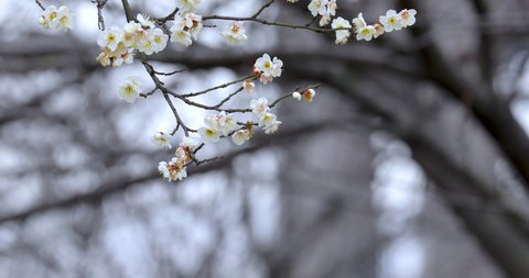 Early spring plum blossoms after winter, elegant and clean white plum blossoms