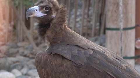 A cinereous vulture (Aegypius monachus) head shot very close up showing feathers and beak. Also called black vulture, monk vulture, or Eurasian black vulture.