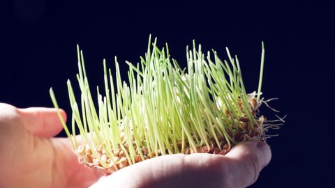 Microgreen. Molecular cuisine. Wheatgrass. Healthy diet food. Freshly sprouted first leaves of the common wheat plant. Cereal Growing Time Lapse. Fresh Green Plant Grow Timelapse. Gardening food