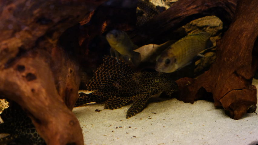 African cichlid and albino Amatitlania nigrofasciata in community aquarium | Shutterstock HD Video #1065240364