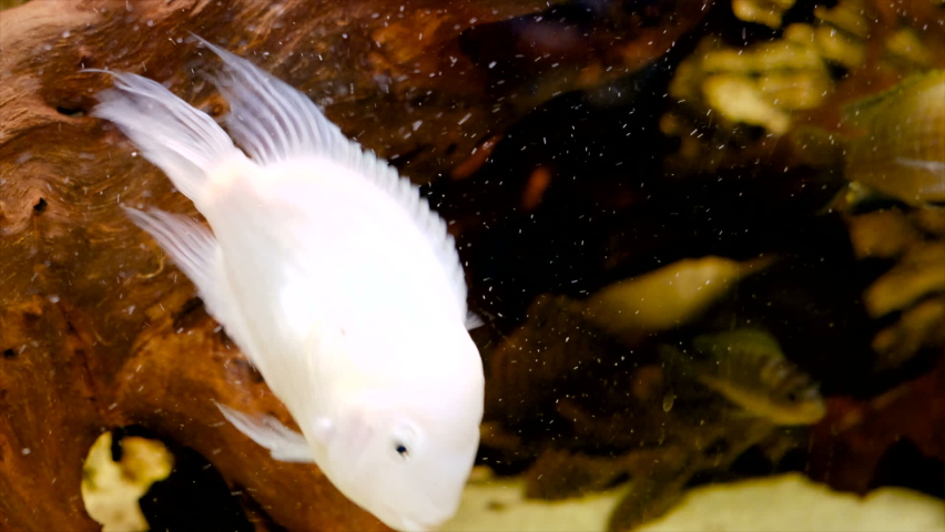 African cichlid and albino Amatitlania nigrofasciata in community aquarium | Shutterstock HD Video #1065240400