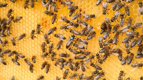 Bee queen mother walking on the honeycomb - 4