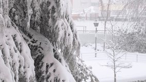 4K video of a huge snowfall falling on a tree and the park in which it is located