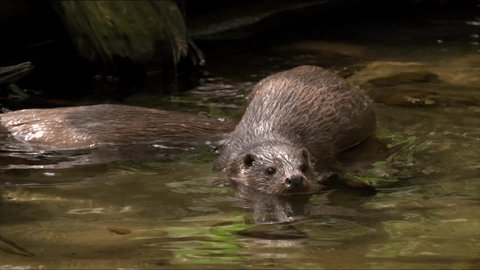 The river otter, or common otter is a species of predatory mammals of the family of Martens, leading a semi-aquatic lifestyle. A large animal with an elongated flexible body of a streamlined shape.