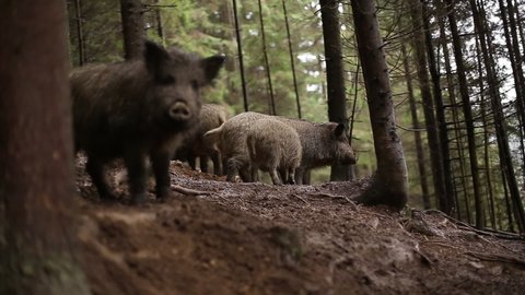 A family of wild boars is walking in the forest.