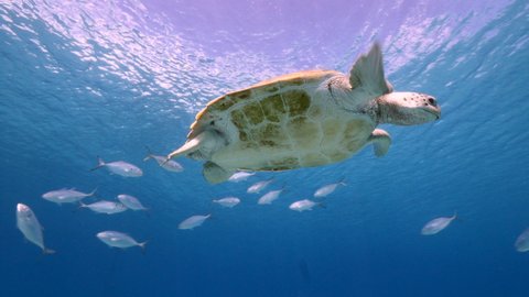 Green Sea Turtle, Chelonia mydas swim with school of fish in shallow water of coral reef in Caribbean Sea, Curacao