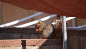 This slow motion video shows a cute squirrel eating a walnut on a brick wall.