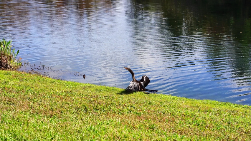 anhinga is shaking wings in front of a pond	