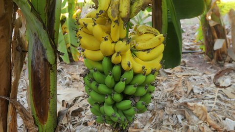A beautiful video of banana plantations showing a banana tree with large leaves and a bunch of yellow and green fruits. beautiful video of growing fruit on plantations.