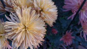 Colorful chrysanthemums bloom in the autumn garden. Bright large inflorescences sway in the wind in the rays of the setting sun. Background of light pink and beige lush autumn flowers close-up.