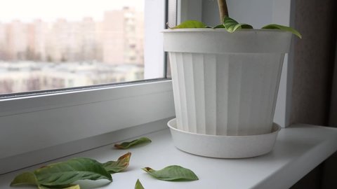 A houseplant stands on the windowsill inside the room. Unhealthy houseplant, yellowed leaves.