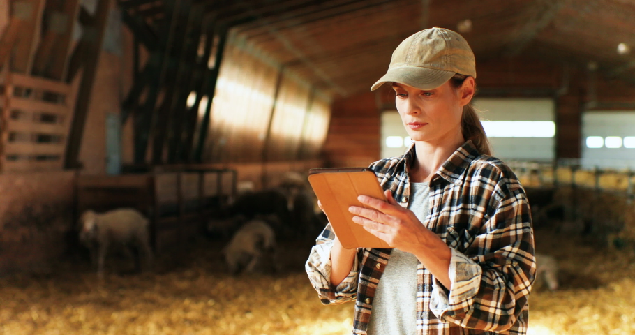 Young Caucasian woman using tablet device and working in farm stable. Female farmer tapping and scrolling on gadget computer in shed. Shepherd browsing for information online.