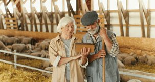 Caucasian old gray-haired woman holding tablet device and showing video to man while standing in livestock stable. Couple of senior farmers using gadget computer. Sheep flock in barn.