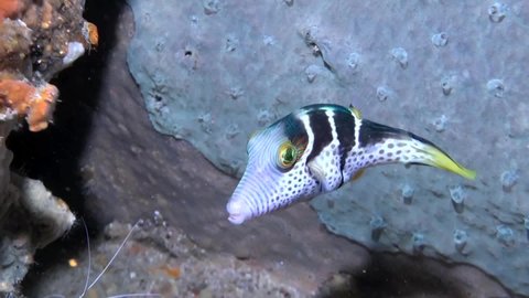 
Mimic Filefish (Paraluteres prionurus) - Close Up - Philippines